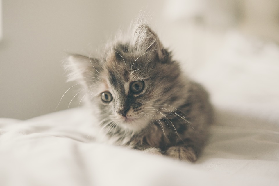 gato adorable